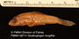 FMNH_58711_Gnathopogon longifilis_holotype_lateral.FZ.jpg